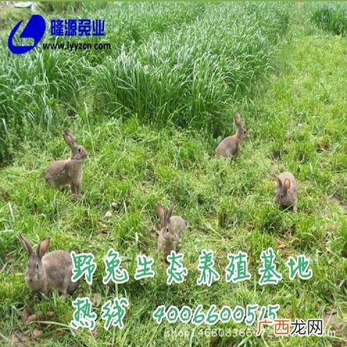 养殖杂交野兔赚钱吗 野兔养殖相关推荐