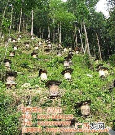 胡蜂养殖 胡蜂养殖可行性报告
