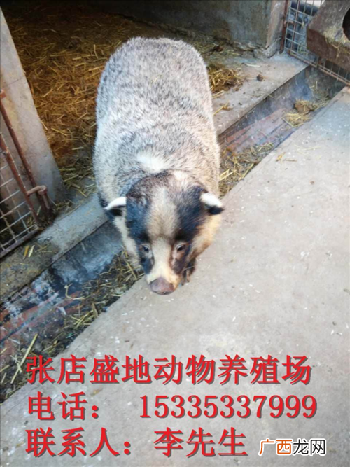 獾子养殖有销路吗 甘肃 獾子 养殖