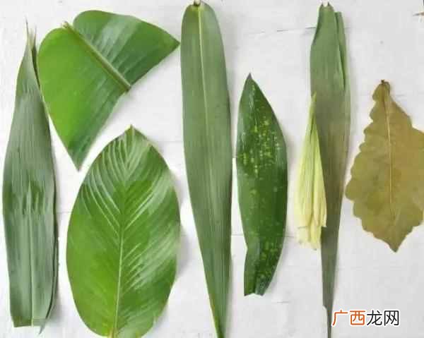 粽子叶是什么叶子（端午节包粽子都是用的什么
