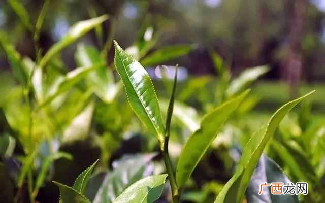 如火如荼什么意思（成语如火如荼中的荼是指什