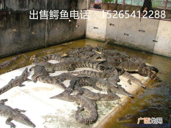 国内养殖鳄鱼最大基地在哪里 养殖鳄鱼场地选择
