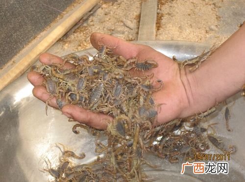 沂水蝎子养殖基地 山东蝎子养殖厂家