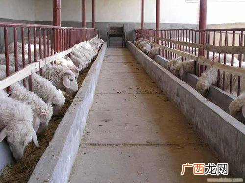 山羊养殖技术 太康县山羊养殖场