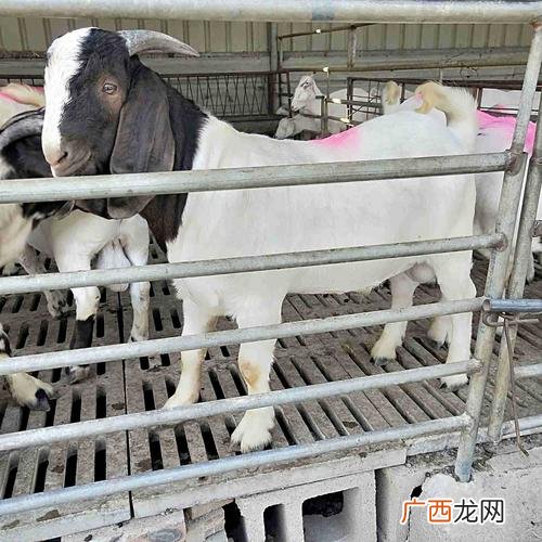 山羊养殖技术 太康县山羊养殖场