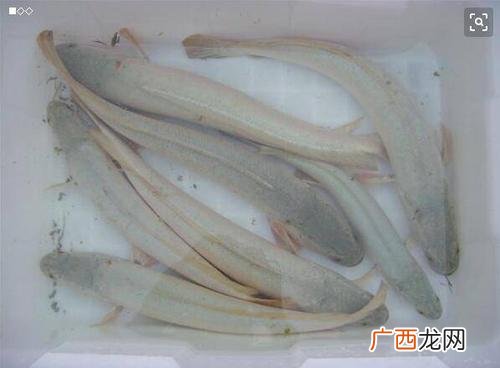 白豚鼠养殖技术视频 白乌鱼视频养殖技术