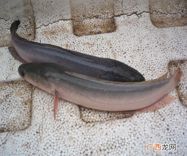 白豚鼠养殖技术视频 白乌鱼视频养殖技术