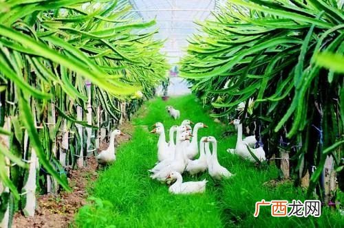 养殖致富网 搞什么养殖有前景
