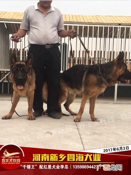 附近宠物狗出售 北京宠物狗养殖场