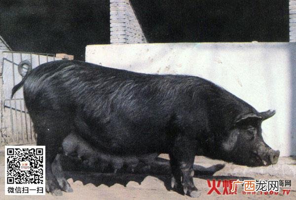 土猪养殖 猪状元生猪养殖基地