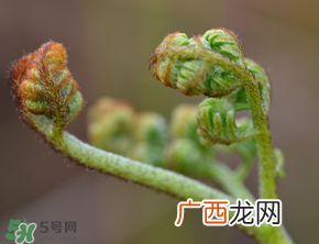 吃蕨菜会过敏吗?皮肤过敏能吃蕨菜吗?
