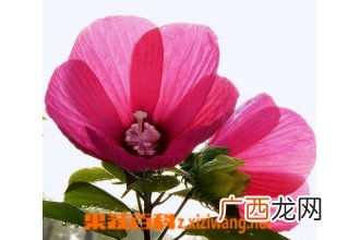 芙蓉葵图片 芙蓉葵种植方法图解