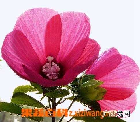 芙蓉葵图片 芙蓉葵种植方法图解