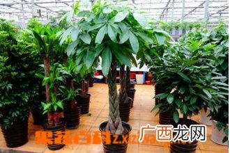 大叶伞如何养殖 大叶伞的养殖方法