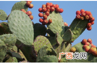 仙人掌能吃吗 仙人掌的常见吃法