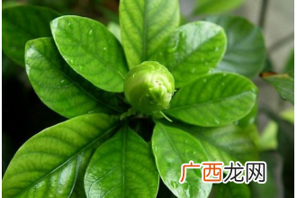 栀子叶的功效与作用 栀子叶能治疗哪些疾病