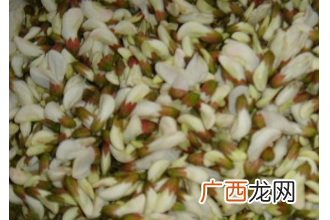 槐花的药用功效 槐花能治什么病
