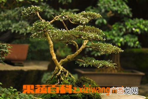 蓬莱松的养殖方法 养殖蓬莱松的注意事项