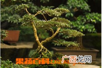 蓬莱松的养殖方法 养殖蓬莱松的注意事项