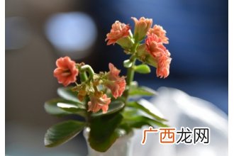长寿花打顶与摘心技巧