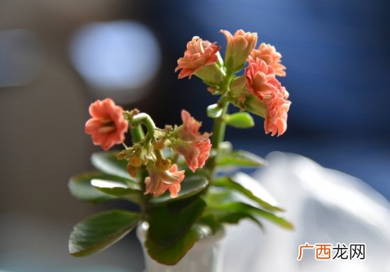 长寿花打顶与摘心技巧