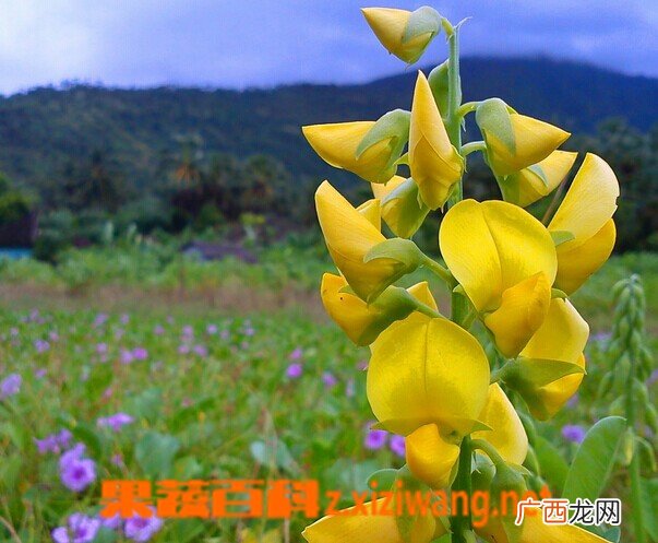 紫罗兰和金鱼草的区别
