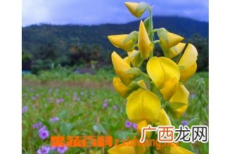 紫罗兰和金鱼草的区别