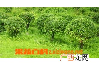 常绿灌木有哪些 常见常绿灌木介绍