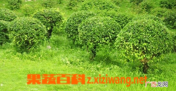 常绿灌木有哪些 常见常绿灌木介绍