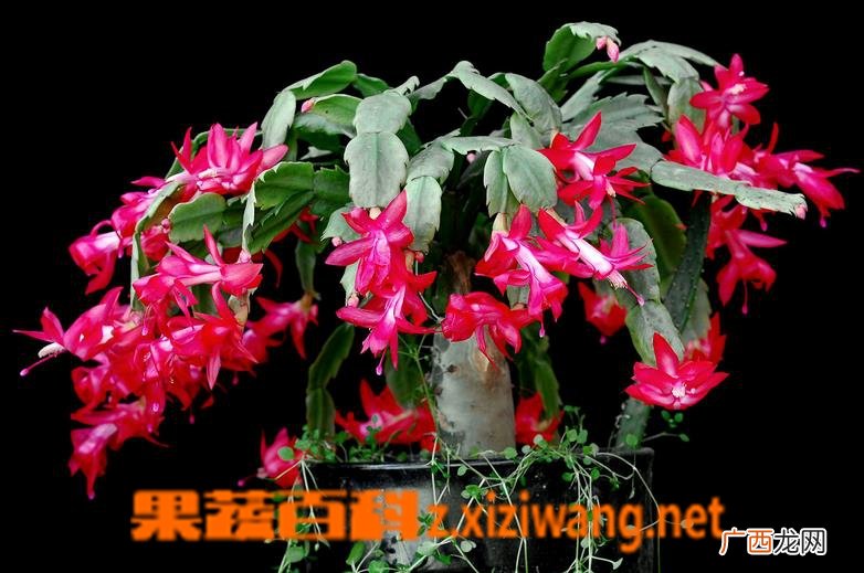 蟹爪兰夏天的养殖方法
