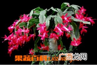 蟹爪兰夏天的养殖方法