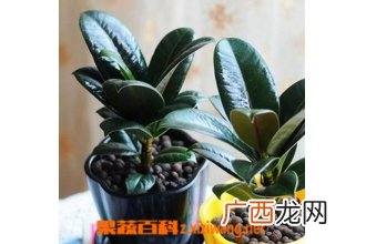 黑金刚的栽培养护方法