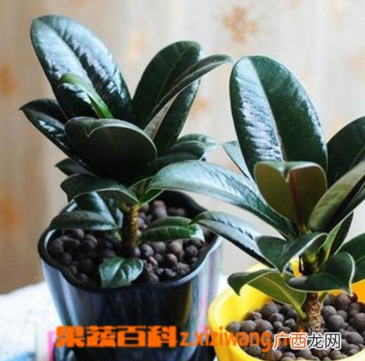 黑金刚的栽培养护方法