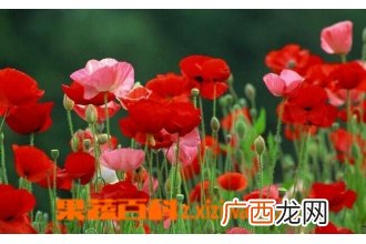 虞美人花如何养殖 虞美人花的种植方法