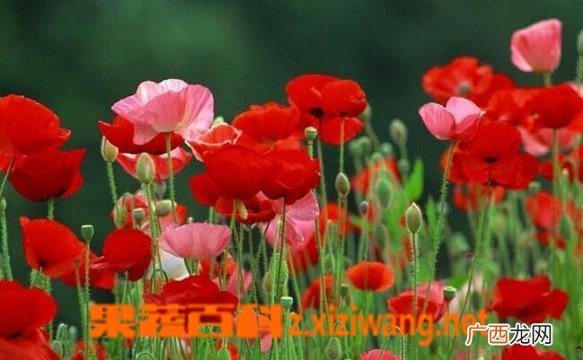 虞美人花如何养殖 虞美人花的种植方法