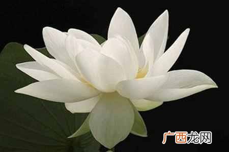 不卑不亢是一种什么态度 不卑不亢什么意思