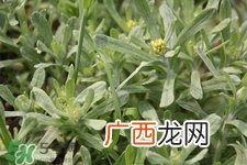 艾草能治疗荨麻疹吗?艾草可以治疗荨麻疹吗?