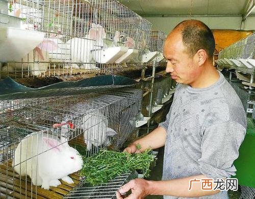 山东养殖基地 山东兔子养殖基地