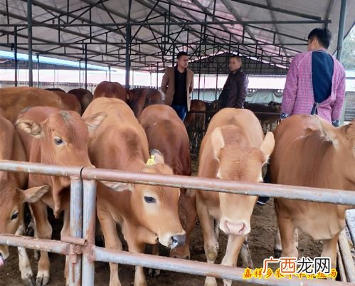 山东大发养殖场正规吗 山东亚洲黄羊养殖场