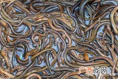 哪里有黄鳝养殖基地 仙桃黄鳝养殖基地