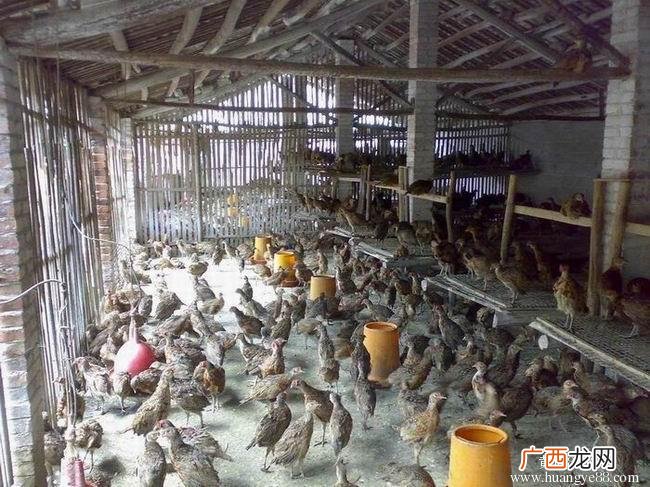豪猪养殖怎么样 安徽豪猪养殖基地