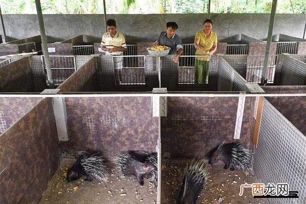豪猪养殖怎么样 安徽豪猪养殖基地