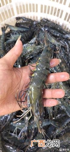 池塘养斑节虾养殖方法 9节虾养殖