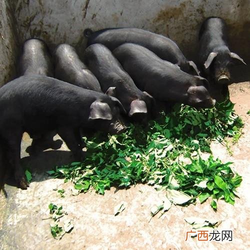 河南黑猪养殖基地 安徽黑猪养殖