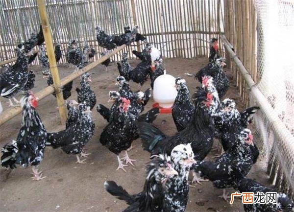 肉鸡养殖 东北适合养殖什么鸡