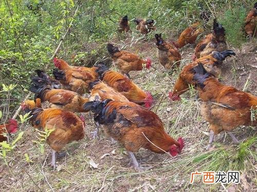 肉鸡养殖 东北适合养殖什么鸡