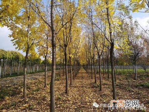 肉鸡养殖 东北适合养殖什么鸡