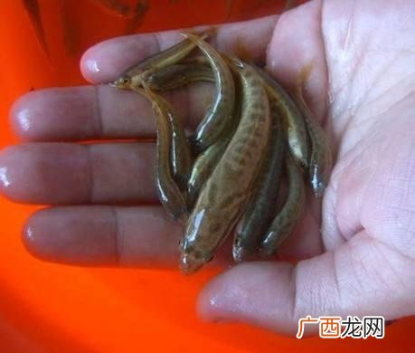 黑鱼的养殖知识和技术 东平黑鱼养殖技术指导