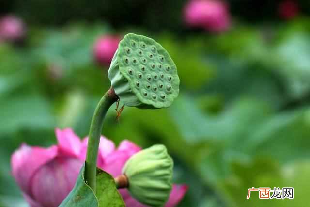 莲藕和莲子是什么季节的 藕是莲的什么部位