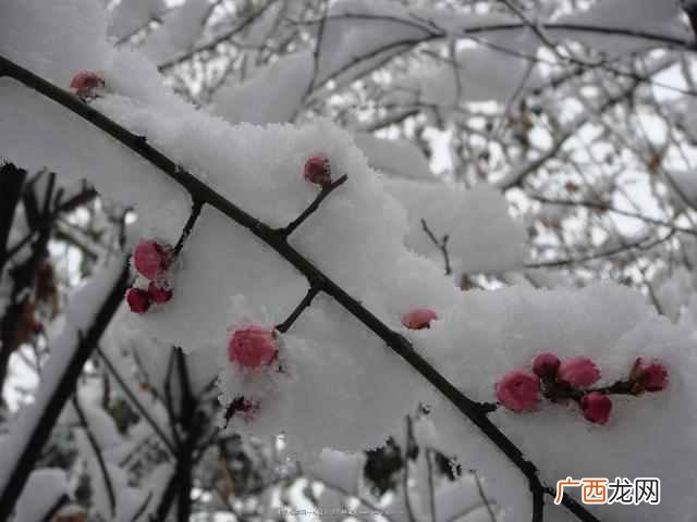 阳春白雪是什么意思（下里巴人阳春白雪指的是